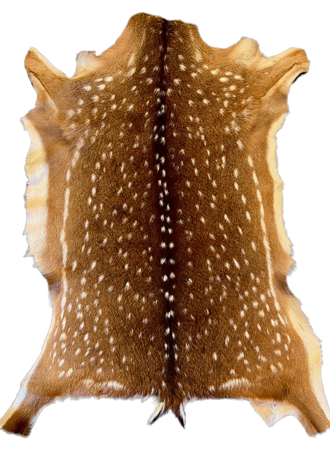 Axis Deer Hides Archives - Traditional Tanners