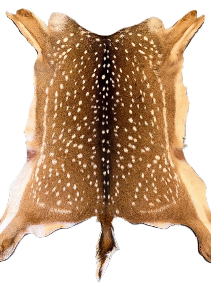 Axis Deer Hides Archives - Traditional Tanners